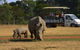 Off-Road Safari At Werribee Open Range Zoo - thumb 1