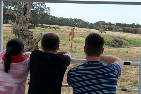 Off-Road Safari At Werribee Open Range Zoo - Northern Rivers Accommodation 4