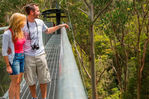 Otway Fly Treetop Adventures Treetop Walk Admission Ticket - Northern Rivers Accommodation 4