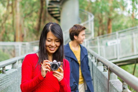 Otway Fly Treetop Adventures Treetop Walk Admission Ticket - Northern Rivers Accommodation 5