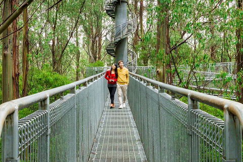 Otway Fly Treetop Adventures Treetop Walk Admission Ticket - Northern Rivers Accommodation 6