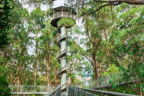 Otway Fly Treetop Adventures Treetop Walk Admission Ticket - Northern Rivers Accommodation 3