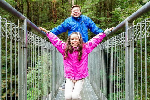 Otway Fly Treetop Adventures Treetop Walk Admission Ticket - Northern Rivers Accommodation 2