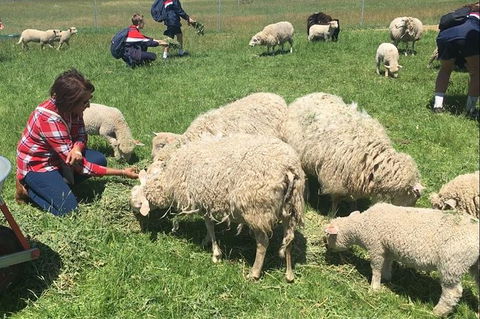 Feed The Animals At Heritage Farm - Northern Rivers Accommodation 5