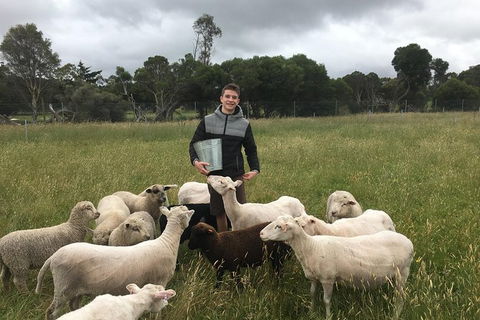 Feed The Animals At Heritage Farm - Northern Rivers Accommodation 0