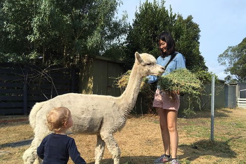Feed The Animals At Heritage Farm - Northern Rivers Accommodation 2