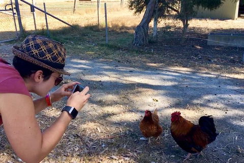 Feed The Animals At Heritage Farm - Northern Rivers Accommodation 1