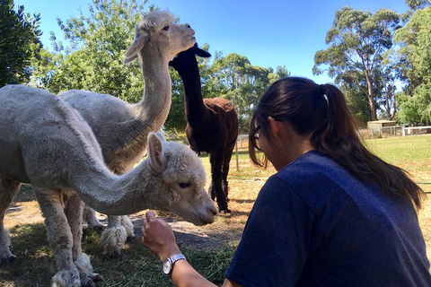 Feed The Animals At Heritage Farm - Northern Rivers Accommodation 4