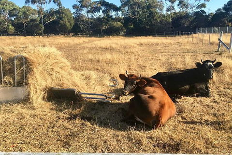 Feed The Animals At Heritage Farm - Northern Rivers Accommodation 7