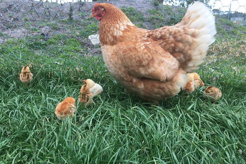 Feed The Animals At Heritage Farm - Northern Rivers Accommodation 6