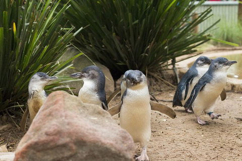 Full-Day Bus Tour Phillip Island Wildlife And Brighton Beach - Northern Rivers Accommodation 1