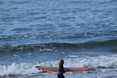 Full-Day Bus Tour Phillip Island Wildlife And Brighton Beach - Northern Rivers Accommodation 8