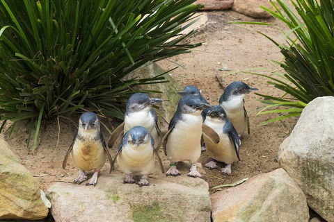 Full-Day Bus Tour Phillip Island Wildlife And Brighton Beach - Northern Rivers Accommodation 2