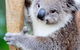 Full-Day Bus Tour Phillip Island Wildlife And Brighton Beach - thumb 4