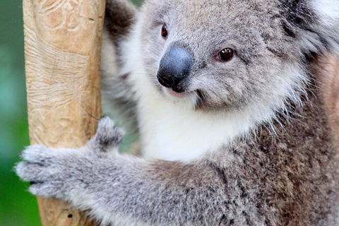 Full-Day Bus Tour Phillip Island Wildlife And Brighton Beach - Northern Rivers Accommodation 4
