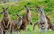 Full-Day Bus Tour Phillip Island Wildlife And Brighton Beach - thumb 6