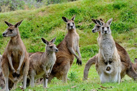 Full-Day Bus Tour Phillip Island Wildlife And Brighton Beach - Northern Rivers Accommodation 6