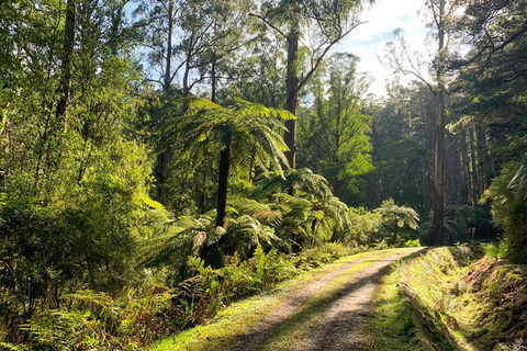 Private Aqueduct To California Redwoods Hiking Tour - Northern Rivers Accommodation 0