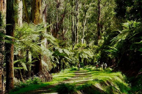 Private Aqueduct To California Redwoods Hiking Tour - Northern Rivers Accommodation 2