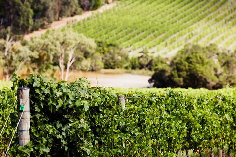 Mornington Peninsula 2-6 Guests With Lunch And Art Walk At Pt Leo Estate - Northern Rivers Accommodation 5