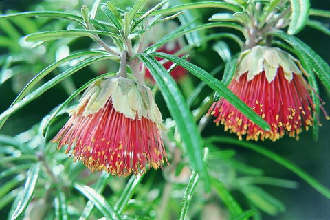 Full-Day Pinnacles Desert And Yanchep National Park Tour From Perth - Northern Rivers Accommodation 3