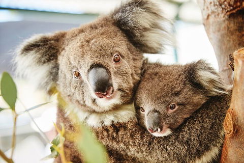 Full-Day Pinnacles Desert And Yanchep National Park Tour From Perth - Northern Rivers Accommodation 2