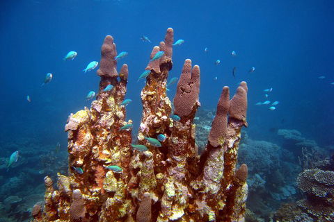 Coral Bay 3-Hour Turtle Ecotour - Northern Rivers Accommodation 1