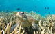 Coral Bay 3-Hour Turtle Ecotour - thumb 0