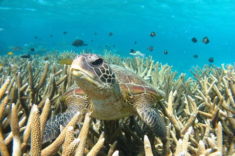 Coral Bay 3-Hour Turtle Ecotour - Northern Rivers Accommodation 0
