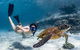 Coral Bay 3-Hour Turtle Ecotour - thumb 3