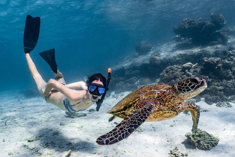 Coral Bay 3-Hour Turtle Ecotour - Northern Rivers Accommodation 3