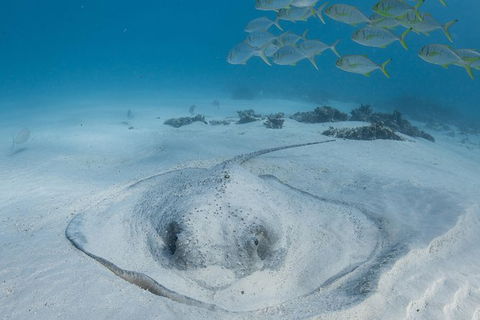 Coral Bay 3-Hour Turtle Ecotour - Northern Rivers Accommodation 2