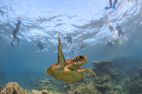 Coral Bay 3-Hour Turtle Ecotour - Northern Rivers Accommodation 4