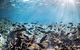 Coral Bay 3-Hour Turtle Ecotour - thumb 5