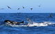 Bremer Canyon Killer Whale (Orca) Expedition - thumb 11