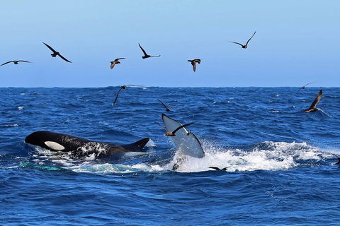 Bremer Canyon Killer Whale (Orca) Expedition - Northern Rivers Accommodation 11