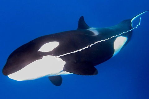 Bremer Canyon Killer Whale (Orca) Expedition - Northern Rivers Accommodation 3