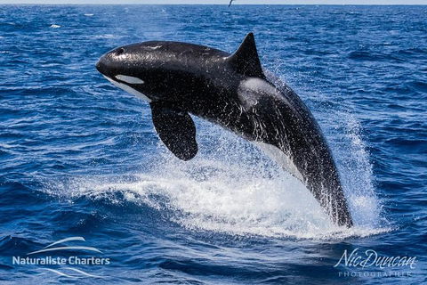 Bremer Canyon Killer Whale (Orca) Expedition - Northern Rivers Accommodation 9