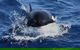 Bremer Canyon Killer Whale (Orca) Expedition - thumb 4