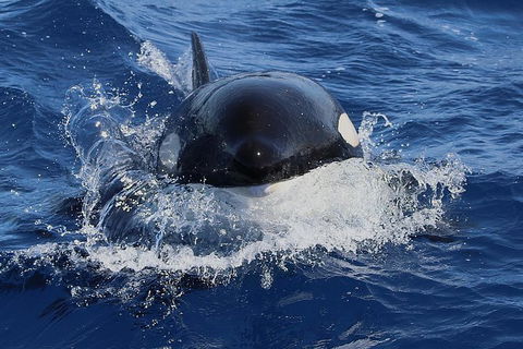 Bremer Canyon Killer Whale (Orca) Expedition - Northern Rivers Accommodation 4