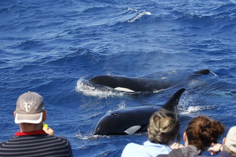 Bremer Canyon Killer Whale (Orca) Expedition - Northern Rivers Accommodation 0
