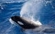 Bremer Canyon Killer Whale (Orca) Expedition - thumb 5