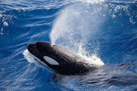 Bremer Canyon Killer Whale (Orca) Expedition - Northern Rivers Accommodation 5
