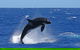 Bremer Canyon Killer Whale (Orca) Expedition - thumb 10