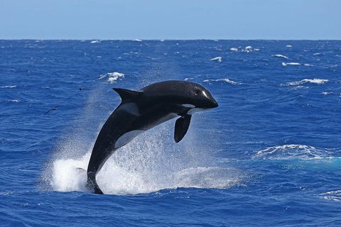 Bremer Canyon Killer Whale (Orca) Expedition - Northern Rivers Accommodation 10