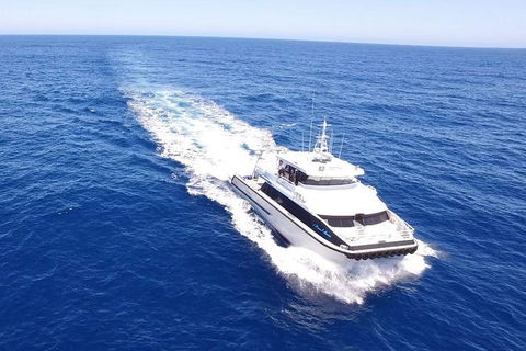 Bremer Canyon Killer Whale (Orca) Expedition - Northern Rivers Accommodation 1