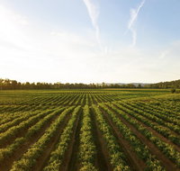Snapshot Half Day Winery Tour - Northern Rivers Accommodation