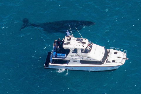 Humpback Whale Safari - Northern Rivers Accommodation 2