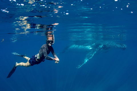 Humpback Whale Safari - Northern Rivers Accommodation 1