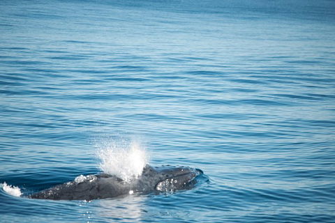 Humpback Whale Safari - Northern Rivers Accommodation 4